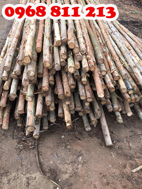 Cây chống gỗ bạch đàn - Cọc Tre Forbigsu - Công Ty TNHH Thương Mại Và Dịch Vụ Forbigsu Việt Nam